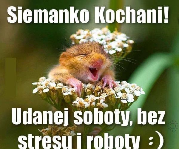 Chomik w kwiatach miłej soboty